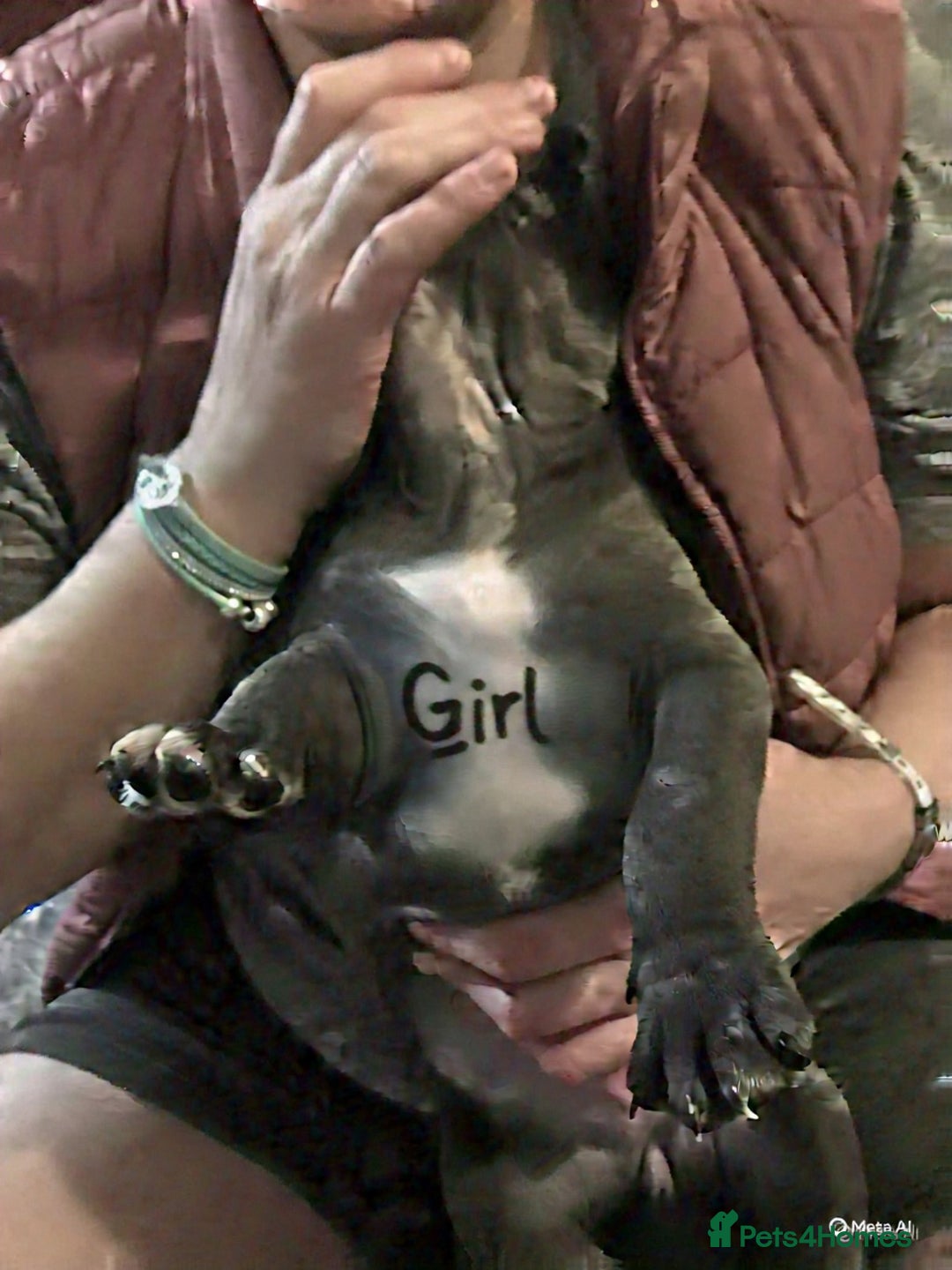 Mixed Breed dogs for sale: American Bully/ Cane Corso Pups  - Advert 11