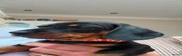 Dachshund dogs for sale: Standard Dachshund Puppies - Advert 8