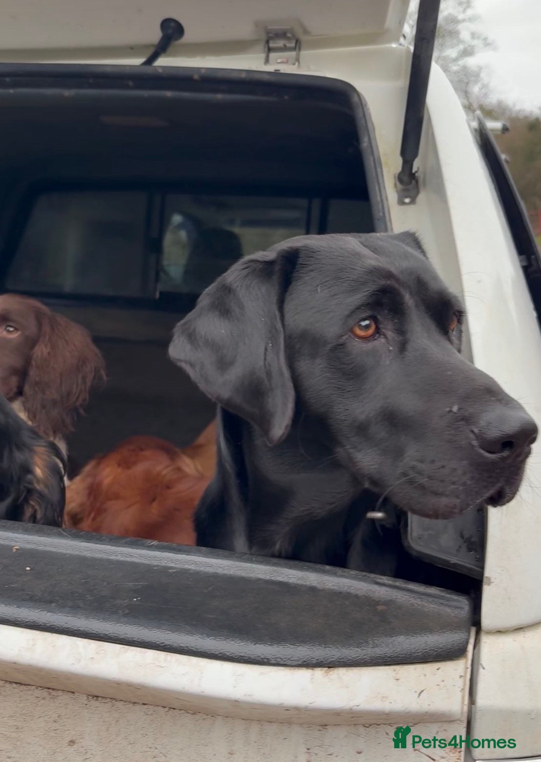 Labrador Retriever dogs for sale: KC Black Labrador Puppies - Advert 8
