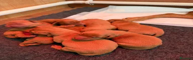 Labrador Retriever 8
