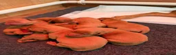 Labrador Retriever dogs for sale: Stunning litter of Fox Red Labrador puppies  - Advert 2