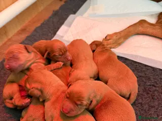 Labrador Retriever dogs Stunning litter of Fox Red Labrador puppies - Advert 2