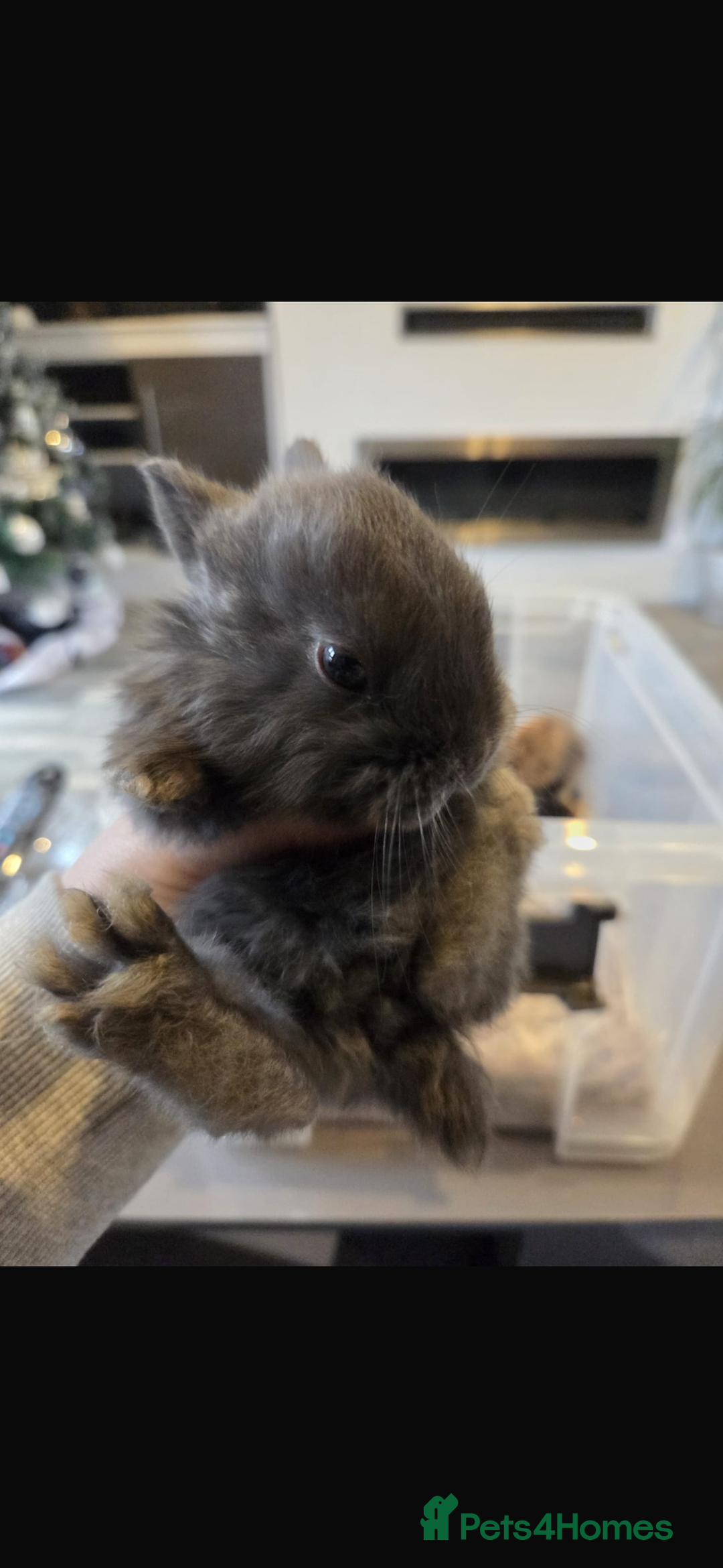 Mixed Breed rabbits for sale: 7 beautiful baby bunnies for sale  - Advert 10