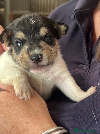 Jack Russell dogs - Advert 5