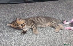 British Shorthair cats for sale: Luna’s Litter 🩶 - Image 18