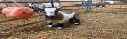 Goats livestock for sale: 2 pure Pygmy goats for sale brother and sister  - Advert 2
