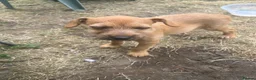 Mixed Breed dogs for sale: Patterdale x beddilington terrrier - Advert 2