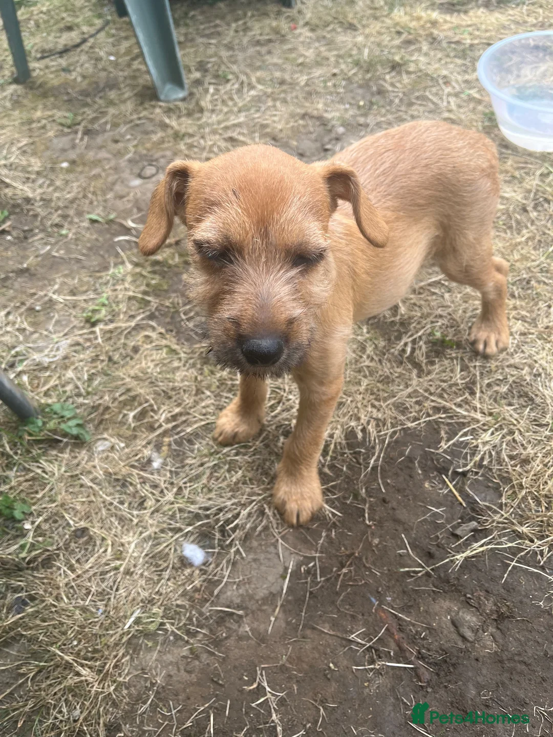 Mixed Breed dogs for sale: Patterdale x beddilington terrrier - Advert 2