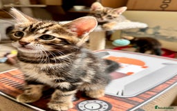 Mixed Breed cats for sale: Lovely bengal mix kittens: tabby, ginger, black - Image 23