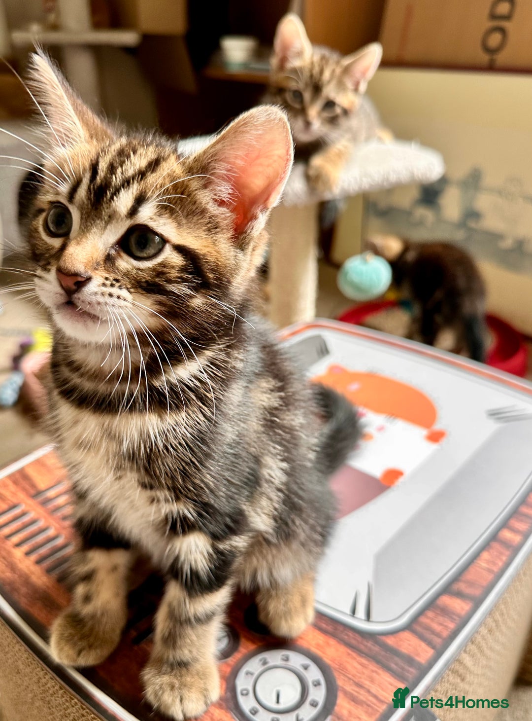 Mixed Breed cats for sale: Lovely bengal mix kittens: tabby, ginger, black - Image 23