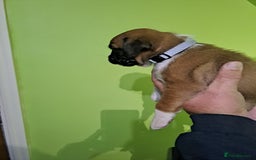 Boxer dogs for sale: Bobtail/tailed Boxer puppies.❤️ - Image 6