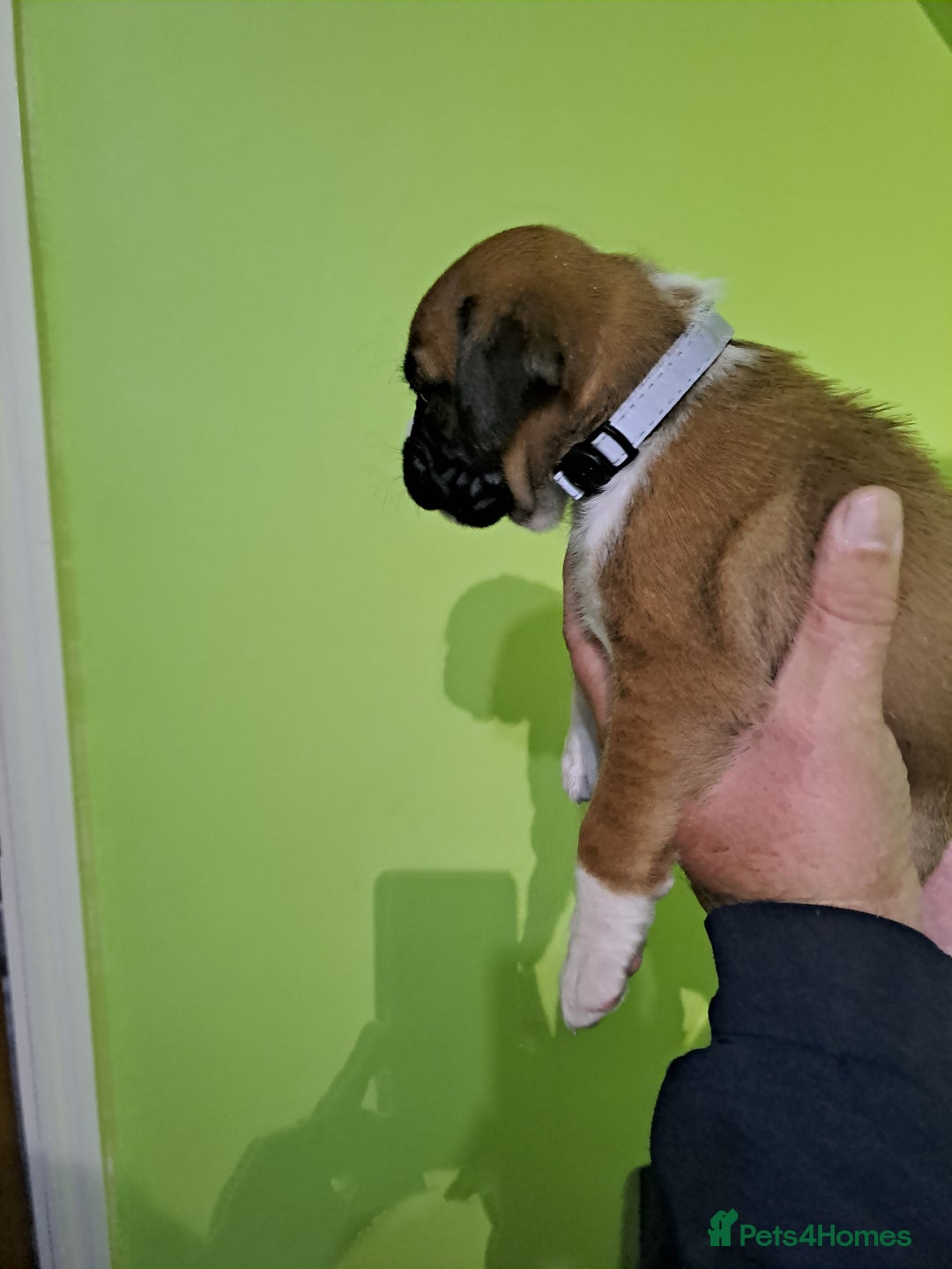 Boxer dogs for sale: Bobtail/tailed Boxer puppies.❤️ - Image 6
