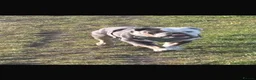 Olde English Bulldogge dogs for sale: New english bulldog  - Advert 2