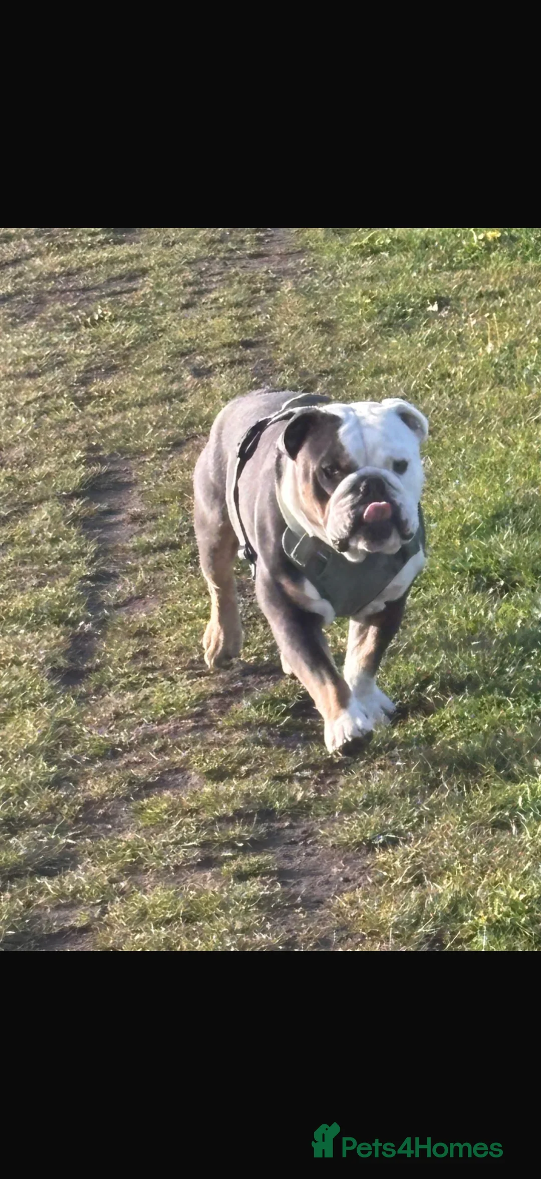 Olde English Bulldogge dogs for sale: New english bulldog  - Advert 2
