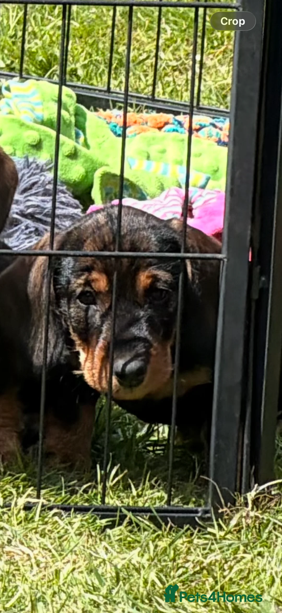 Dachshund dogs for sale: Teckels for sale - Advert 2
