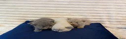British Shorthair cats for sale: ☆☆ prestige chunky & fluffy, britsh shorthairs! ☆☆ - Advert 8