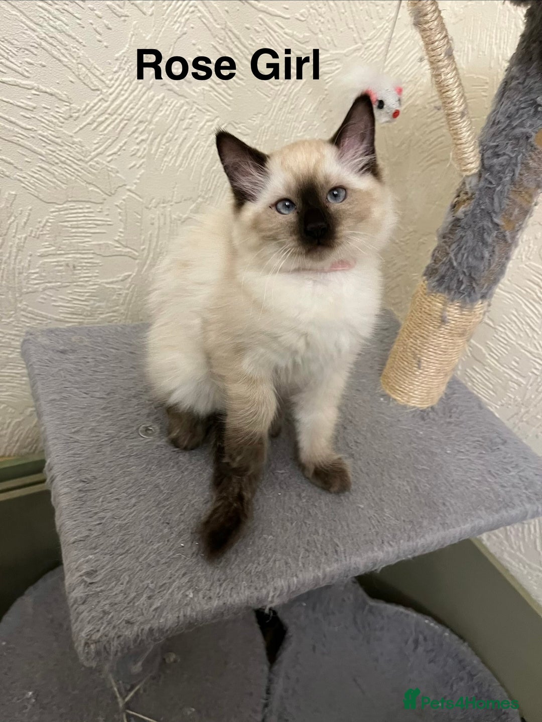 Ragdoll cats for sale: ❤️5 Beautiful Pure Ragdoll Kittens❗️❤️🐈 - Advert 5