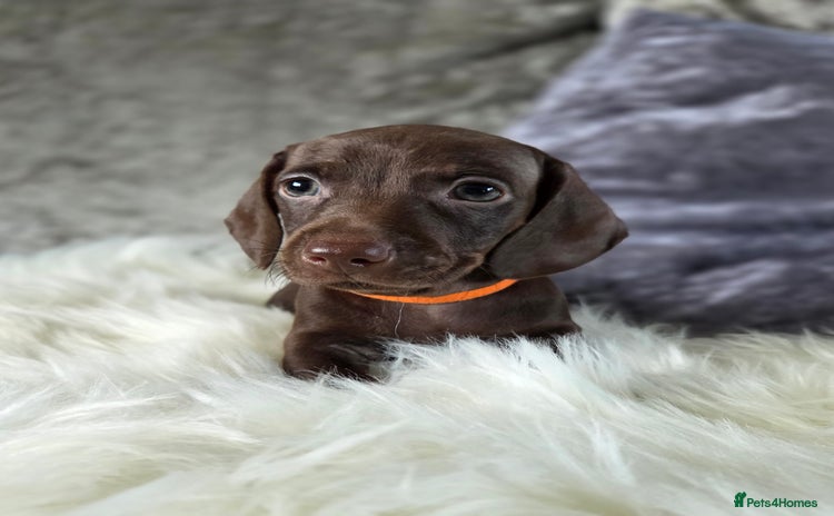 Miniature Dachshund dogs - Advert 13