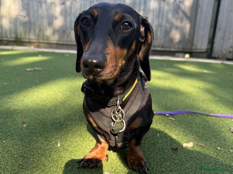 Miniature Dachshund dogs Miniature Dachshund - Advert 6