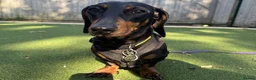 Miniature Dachshund dogs for sale: Miniature Dachshund in Leatherhead - Advert 1
