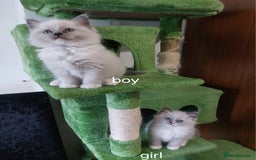 Ragdoll cats for sale: Beautiful and adorable rag dolls. 🐱🐱🐱🐱 - Image 10