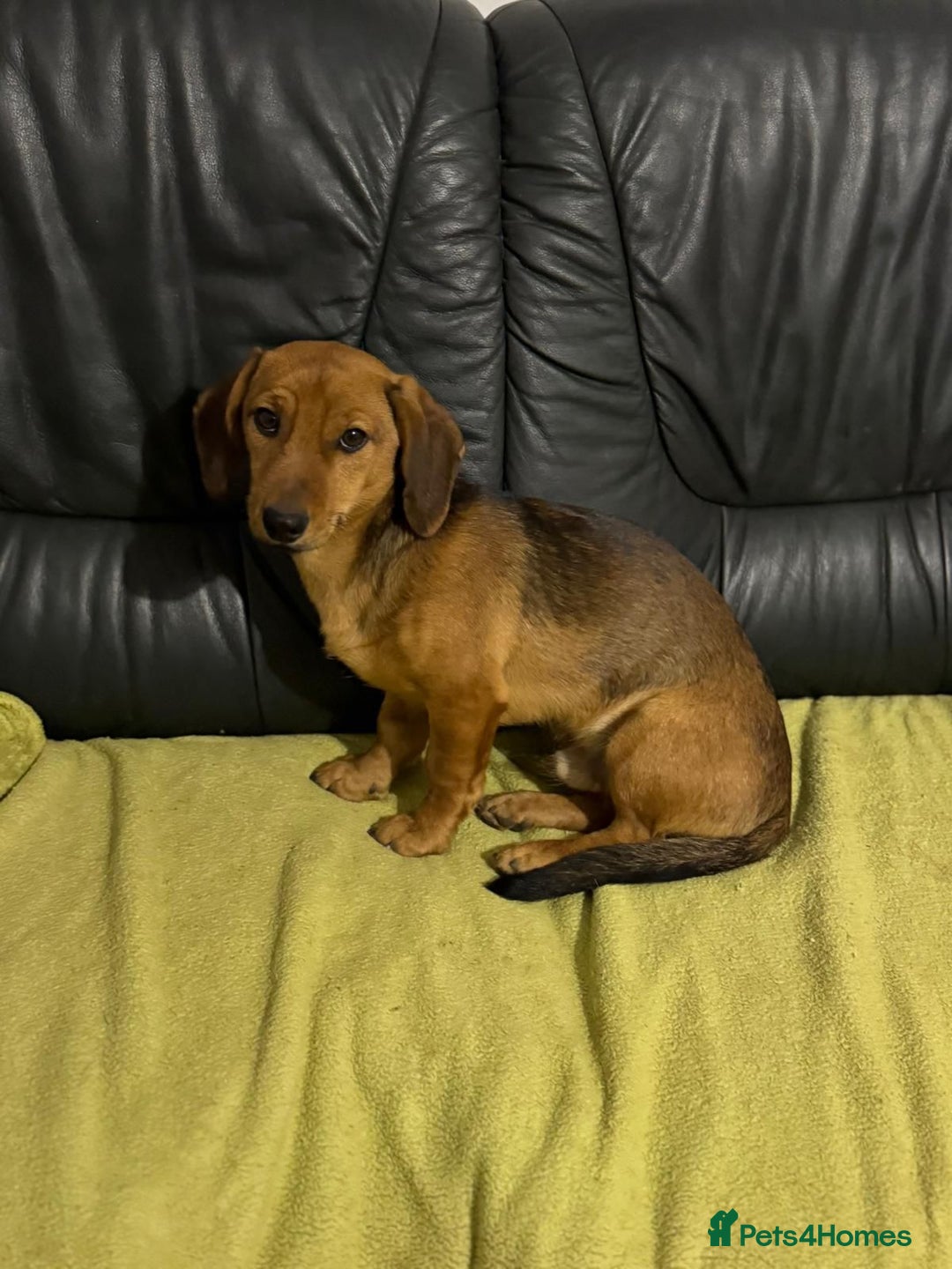 Mixed Breed dogs for adoption: Cutie pie Alex ready for his home - Advert 19