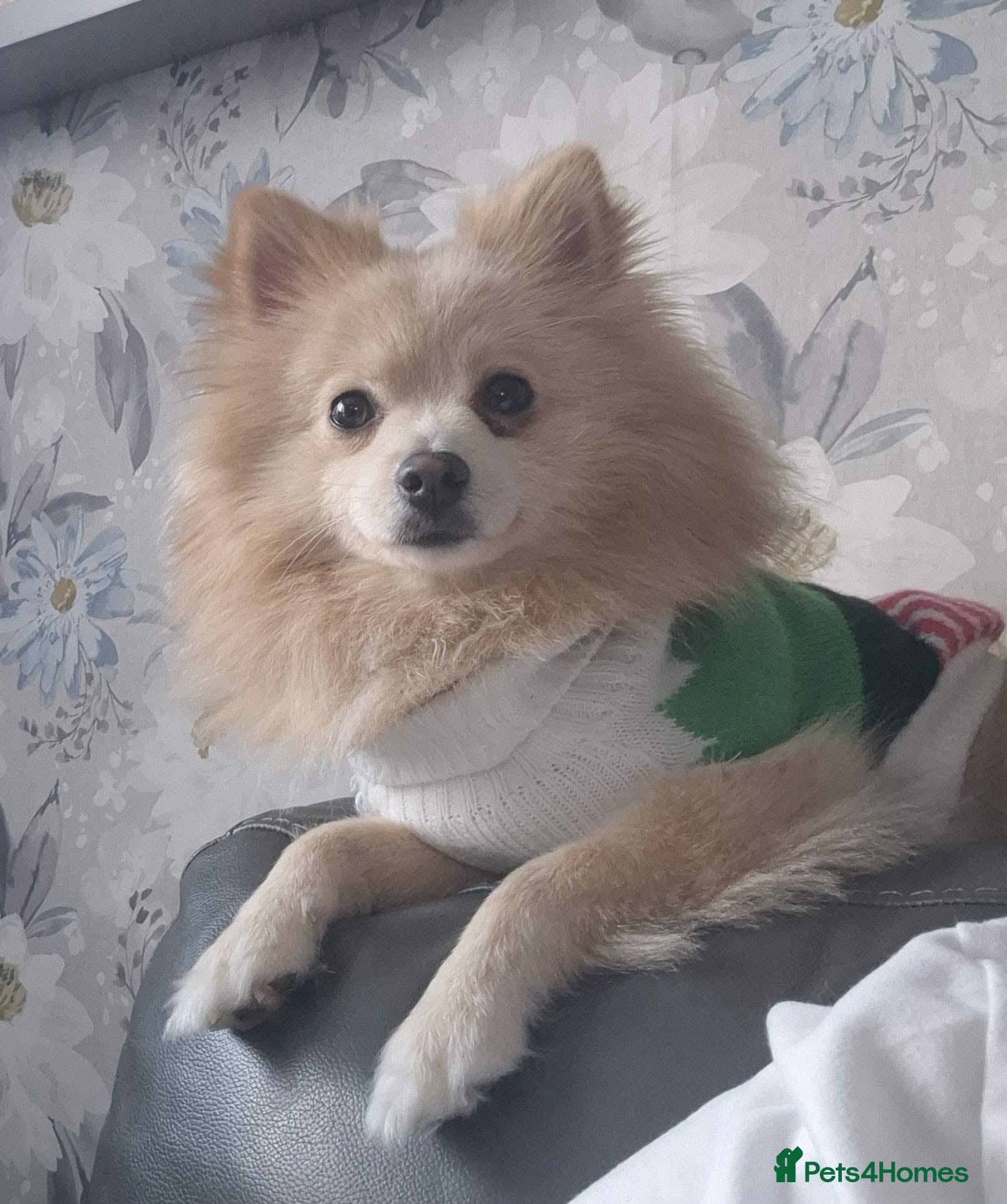 Pomeranian dogs 1 year old pomeranian  - Advert 13