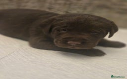 Labrador Retriever dogs for sale: Gorgeous Labrador Puppies – Ready December! - Image 9