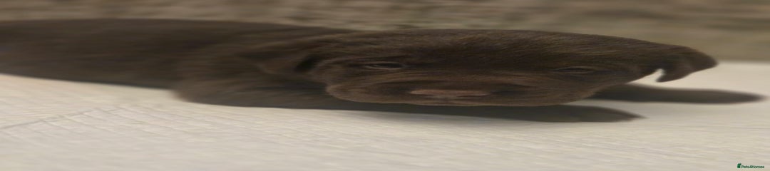 Labrador Retriever Puppy 3