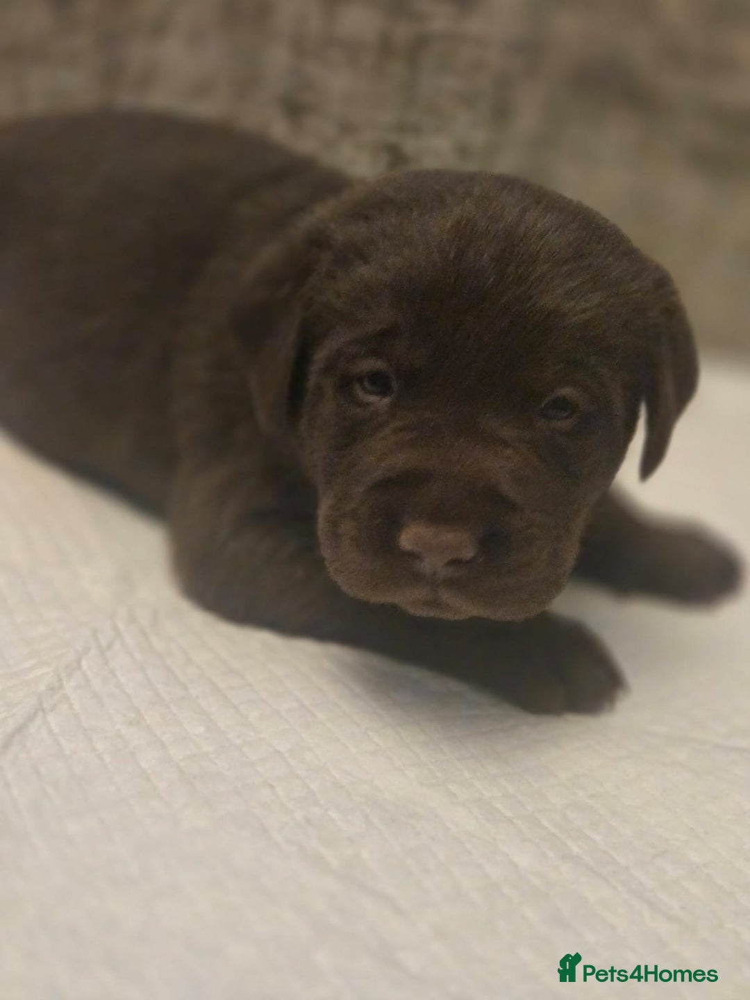 Labrador Retriever dogs for sale: Gorgeous Labrador Puppies – Ready December! - Image 9