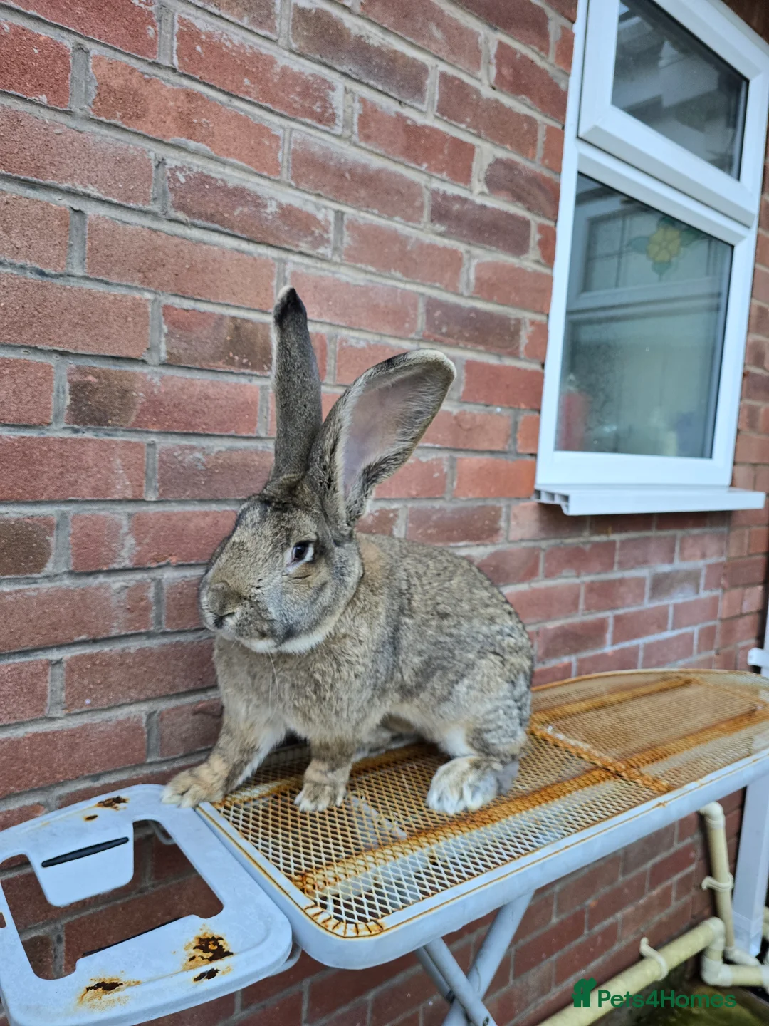 Continental Giant rabbits for sale: ready to go. - Advert 8