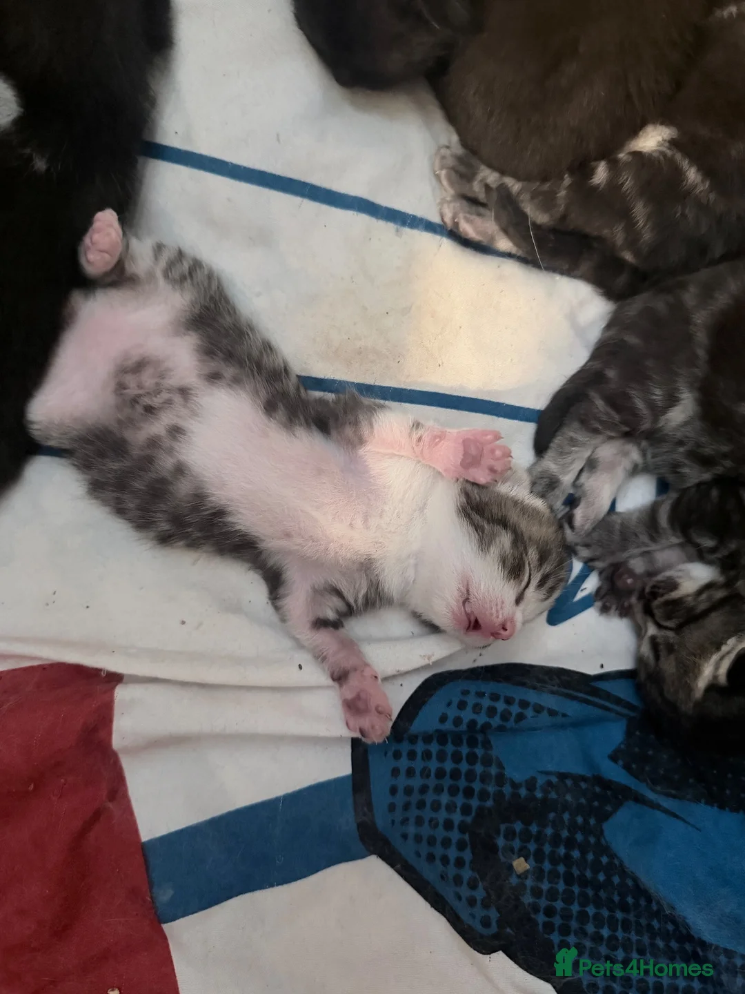 Mixed Breed cats for sale: British shorthair cross kittens - Advert 12