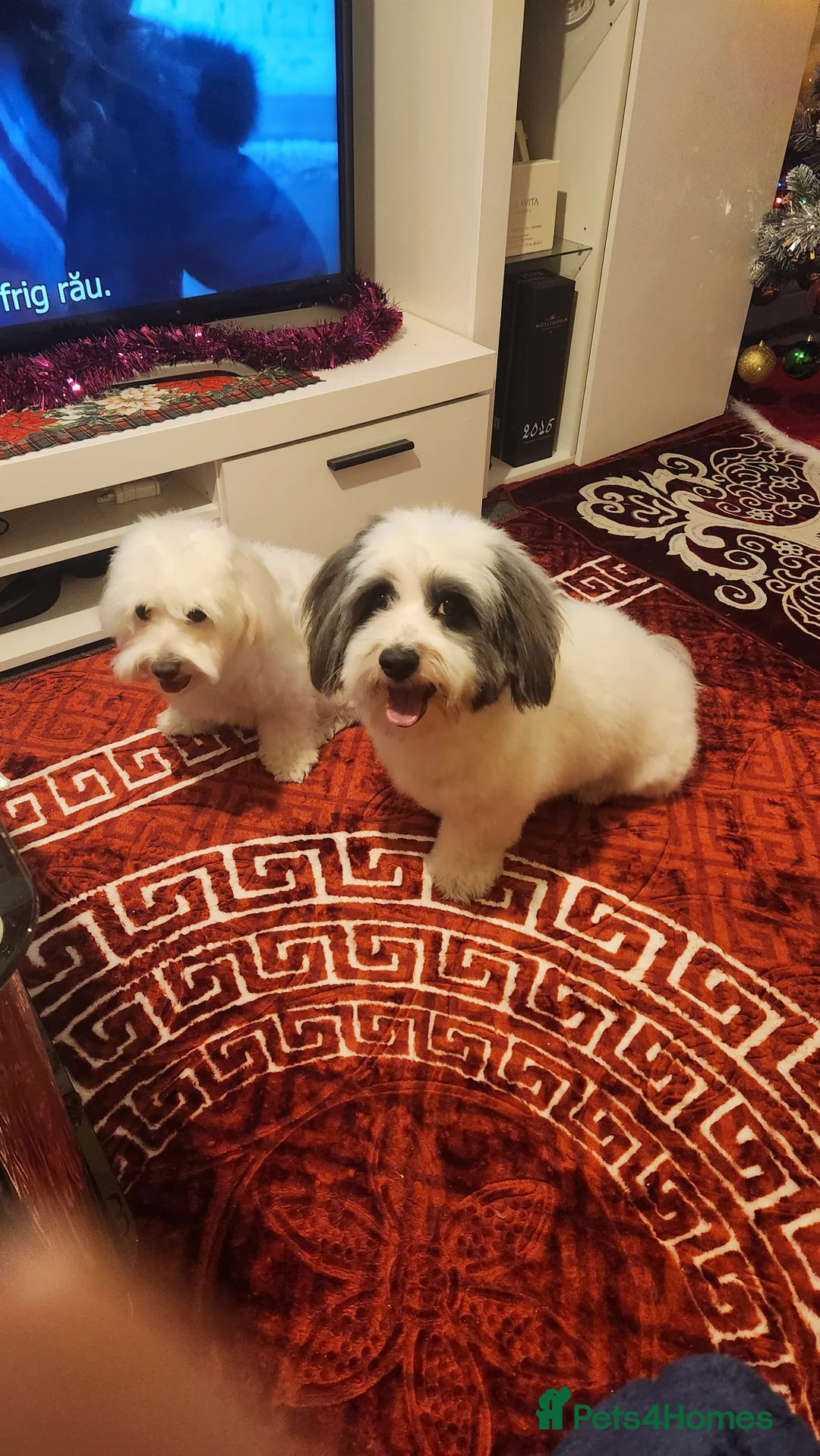 Mixed Breed dogs for sale: Maltichon - Advert 6