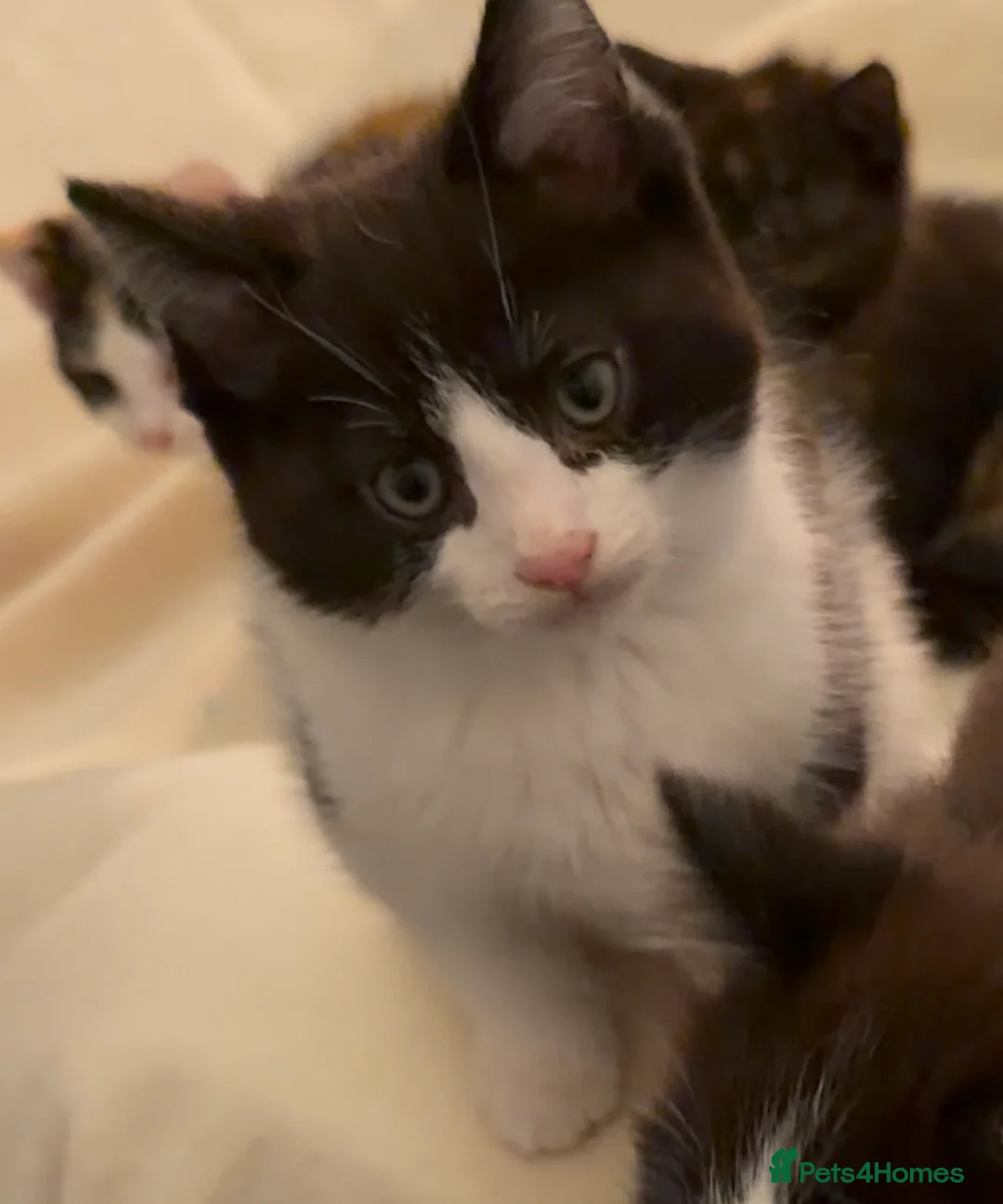 Mixed Breed cats for sale: Beautiful ragdoll x kittens  - Advert 20