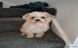 Mixed Breed dogs for sale: 10 month pugapoo female looking for rehome - Image 1