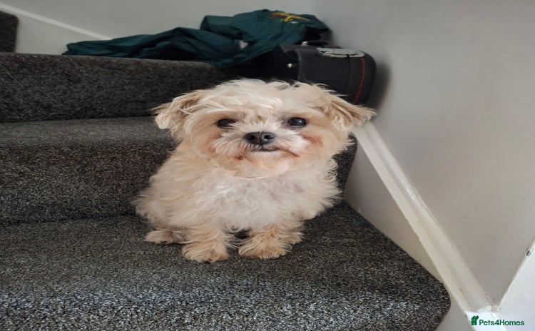 Mixed Breed dogs - Advert 15