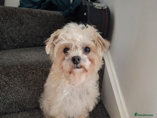 Mixed Breed dogs for sale - Advert 1