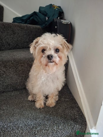 Mixed Breed dogs - Advert 1