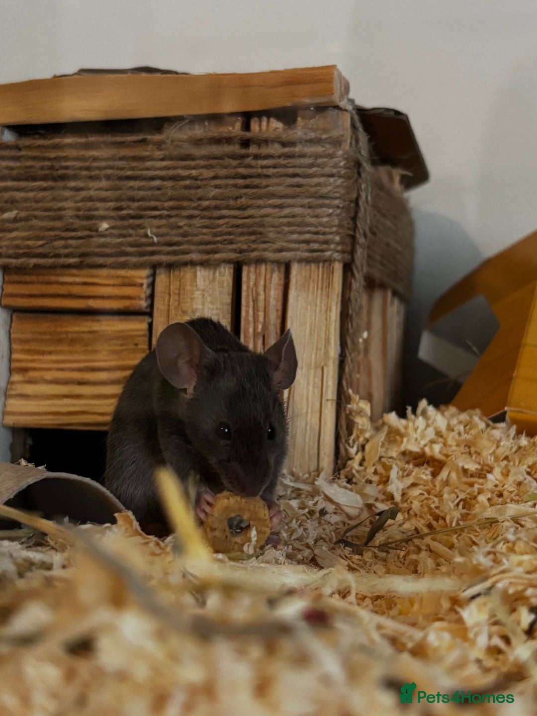 Mouse rodents for sale: bonded pair fancy mice (for free) - Image 2