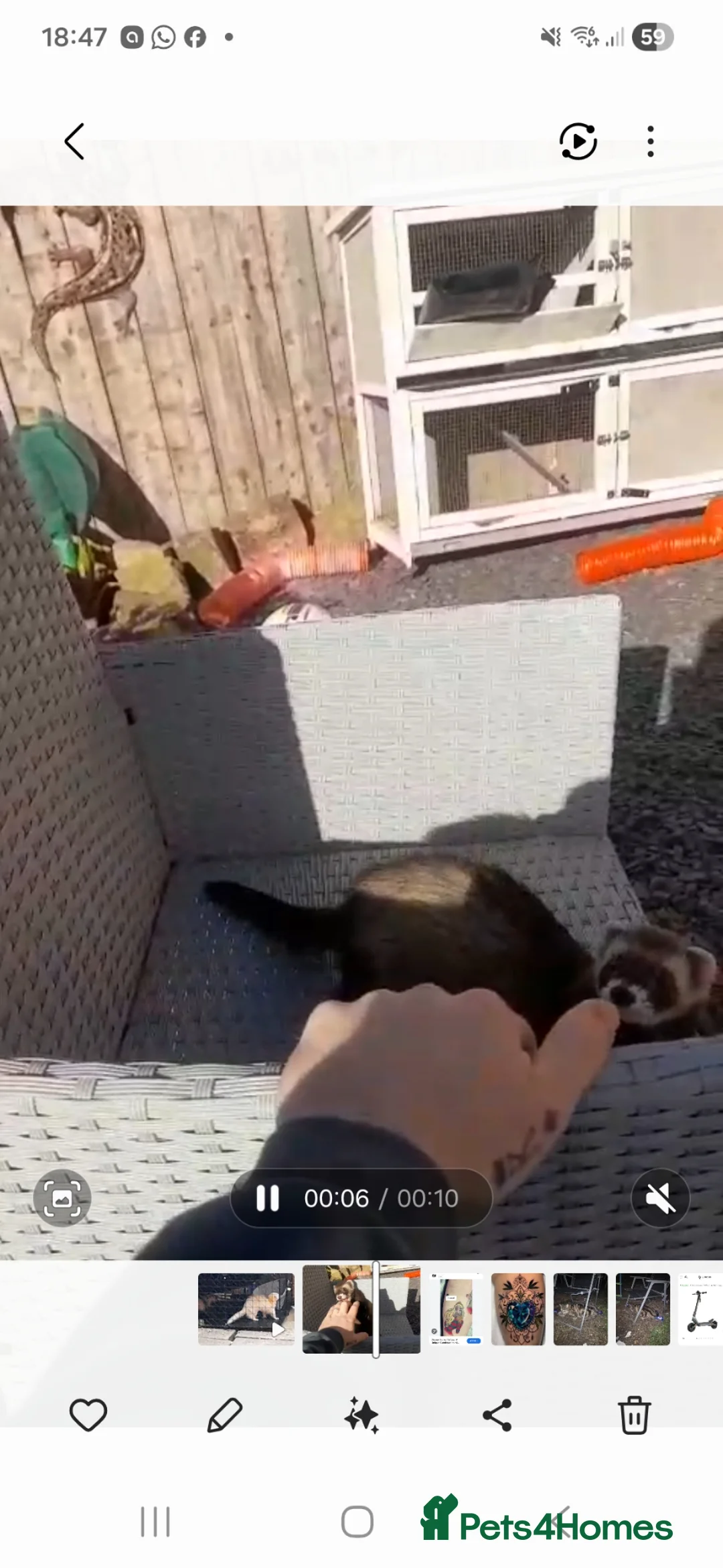 Ferret rodents for sale: Ferrets  in Gateshead - Advert 1