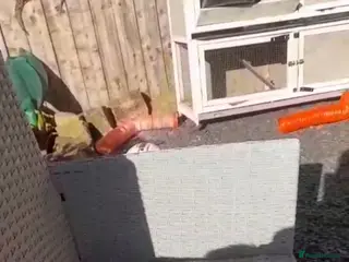 Ferret rodents Ferrets - Advert 11