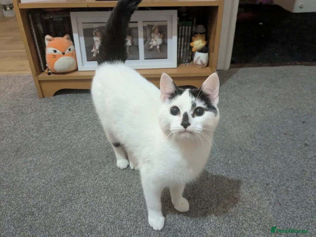 Mixed Breed cats for sale: 9 month old female cat in Rhyl - Advert 1