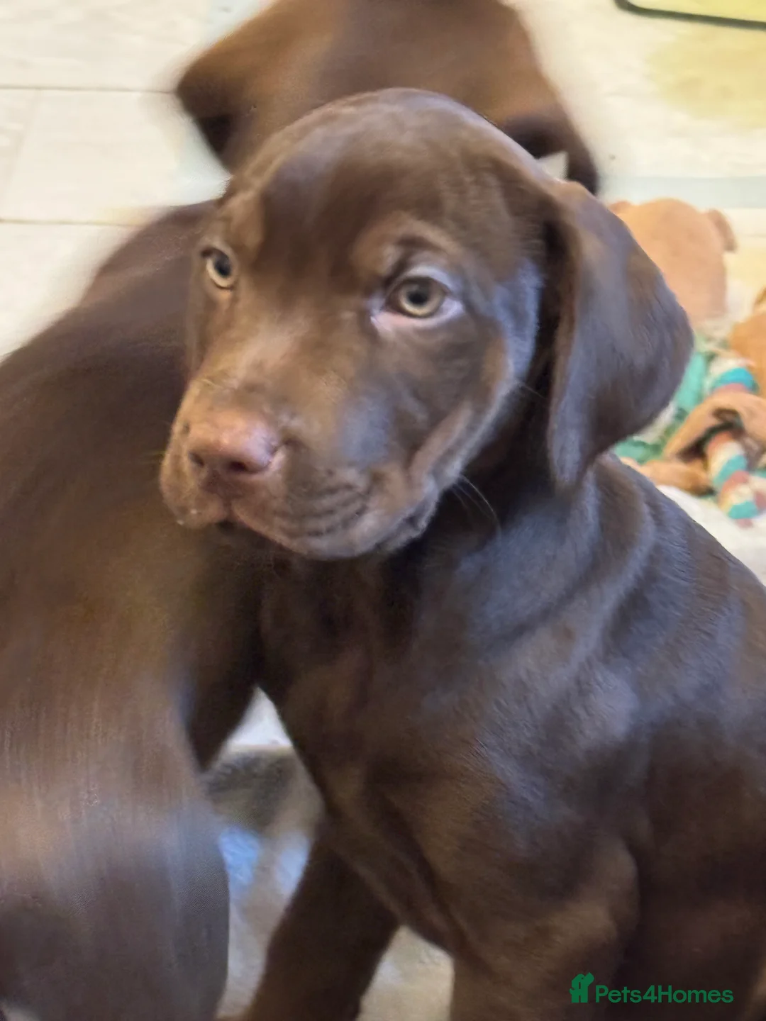 Mixed Breed dogs for sale: Mixed bread staff/sharpie-cavapoo f2 - Advert 1