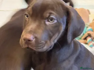 Mixed Breed dogs Mixed bread staff/sharpie-cavapoo f2 - Advert 4