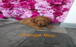 Cavapoo dogs for sale: CAVAPOO F1B RED HEALTY TESTED PARENTS - Image 19
