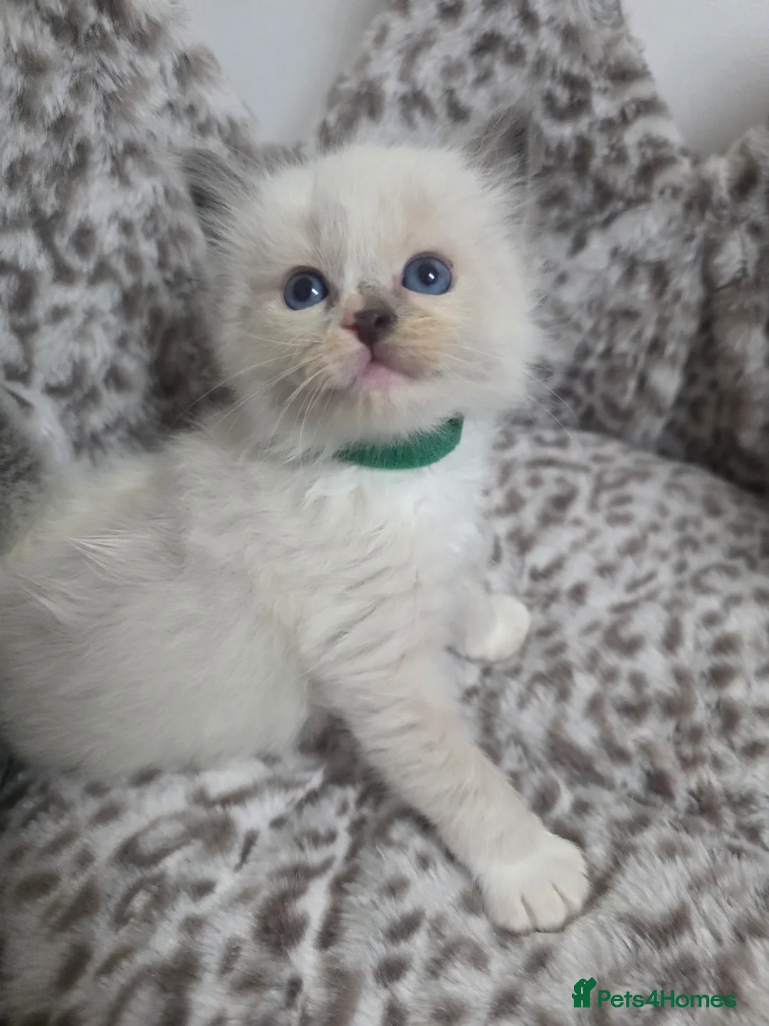 Ragdoll cats for sale: Stunning Ragdoll kittens - Advert 17