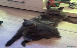British Shorthair cats for sale: BEAUTIFUL BABY BLUE KITTENS  - Image 18