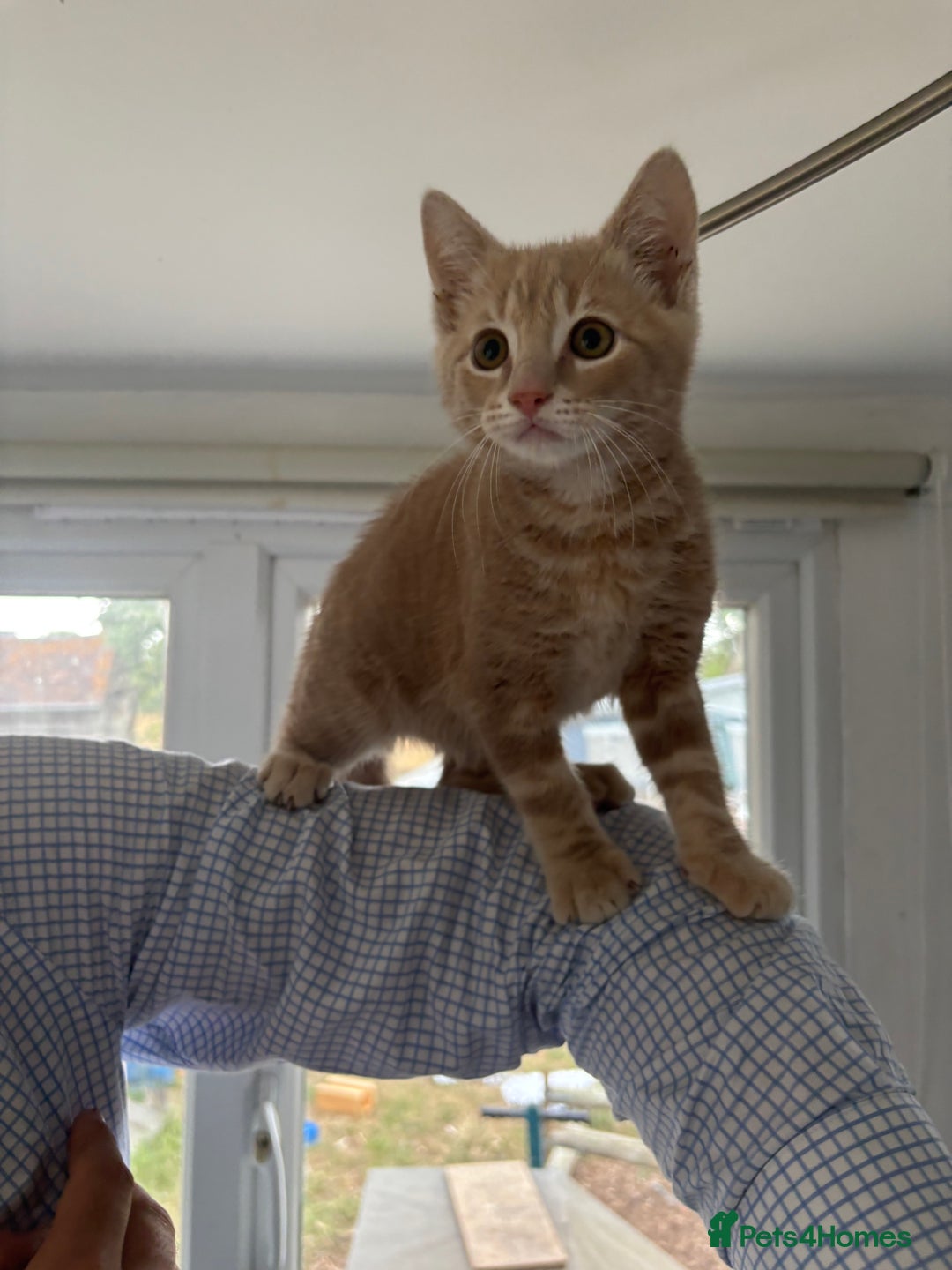 British Shorthair cats for sale: Adorable and Active Kittens ready for new homes! - Image 1