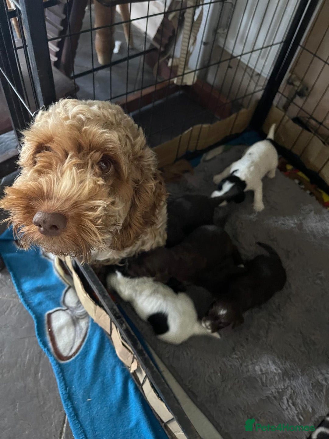 Mixed Breed dogs for sale: Cockerpoo puppies - Image 8