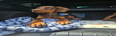 Dobermann Puppy 7